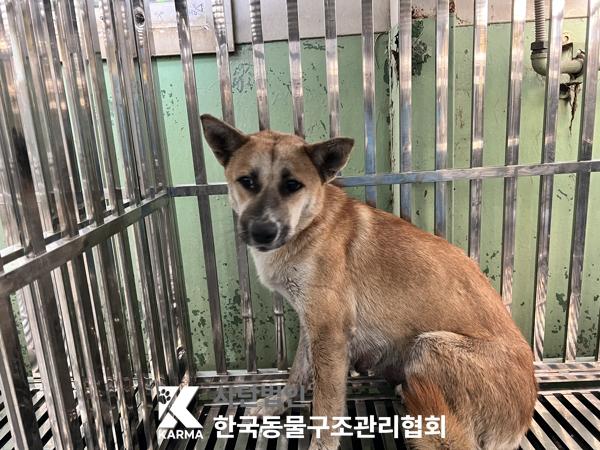 한국동물구조관리협회_441409202501714